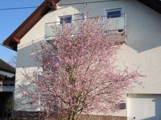 Ferienwohnung Heidenrod Springen Ferienwohnung Slomka - Springen picture 1